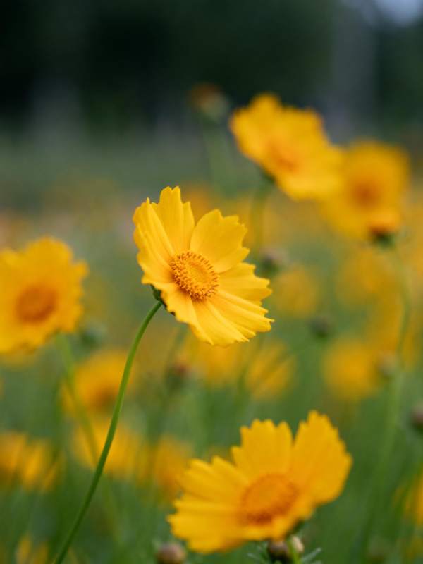 金花绽放春意浓图片