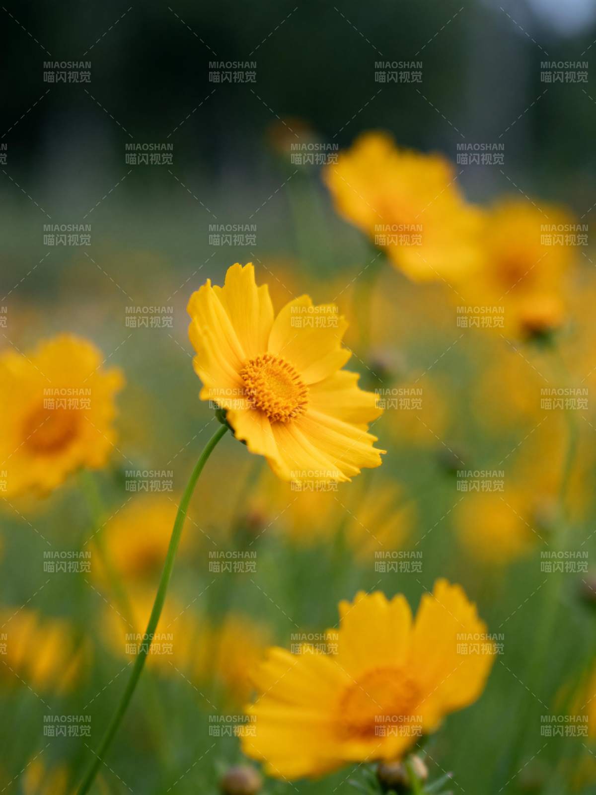 金花绽放春意浓图片