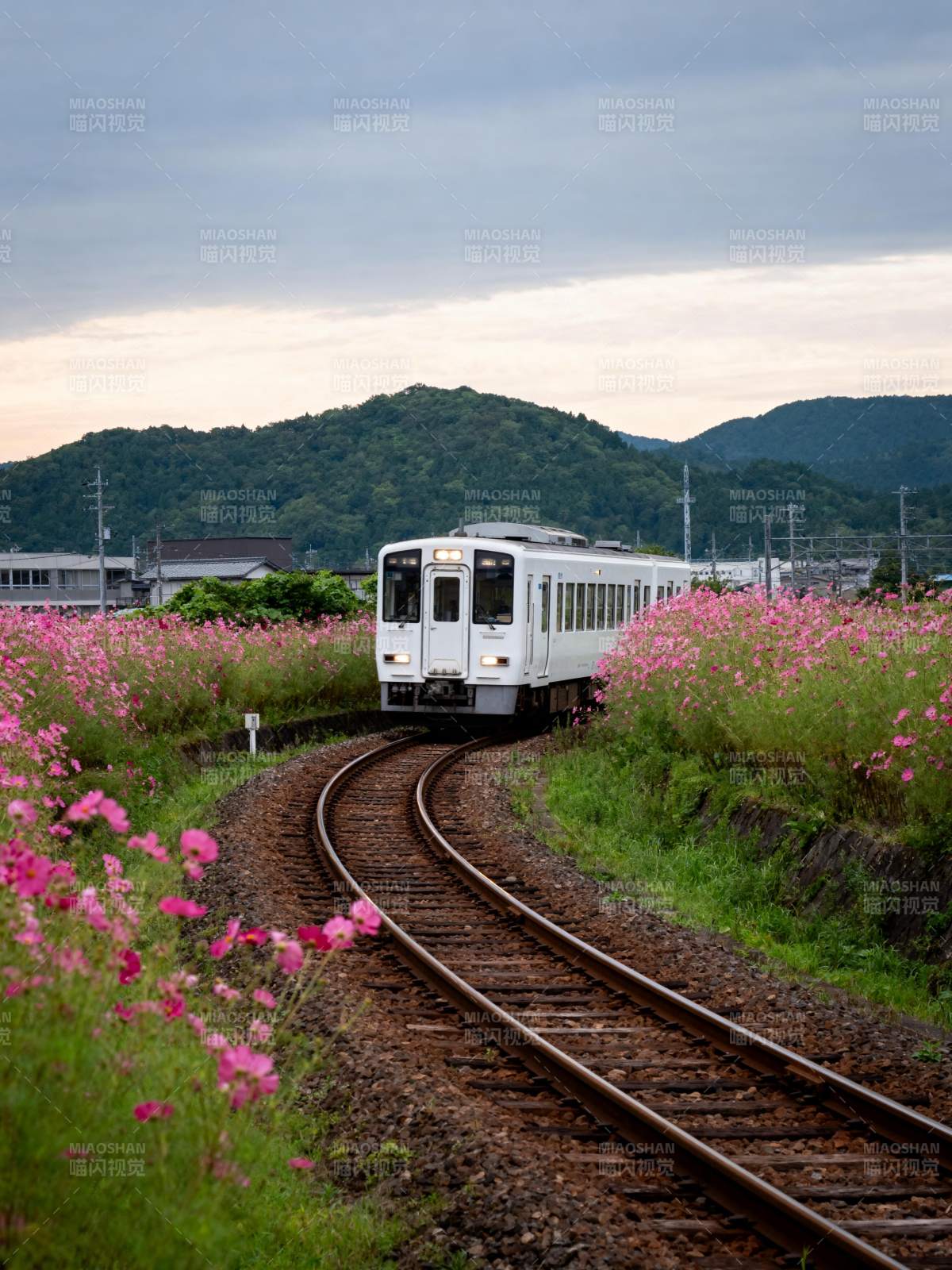 花海中的列车图片