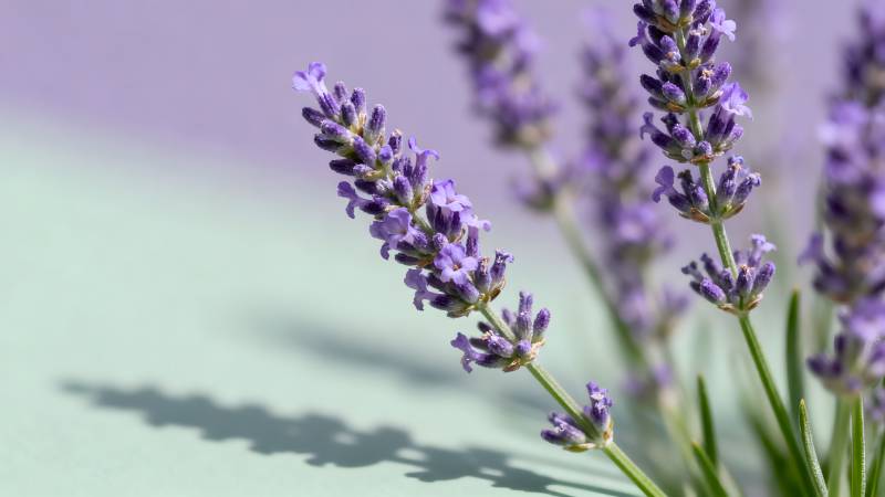 薰衣草花影图片