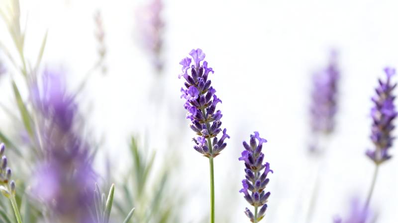 薰衣草花海图片