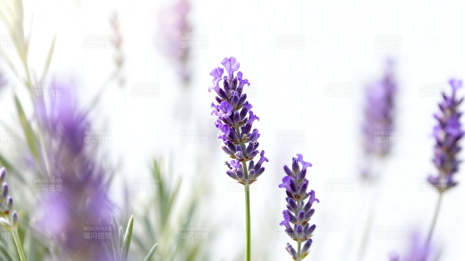 薰衣草花海图片