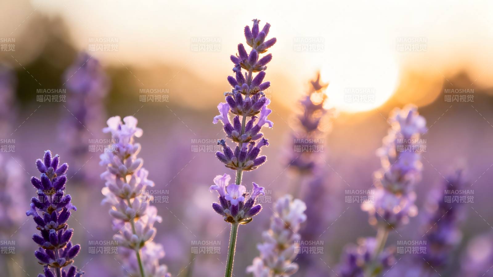 薰衣草花海日落图片