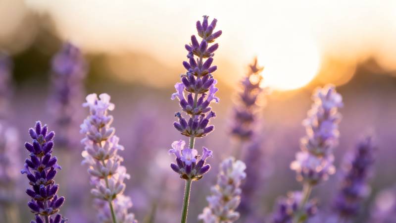 薰衣草花海日落图片