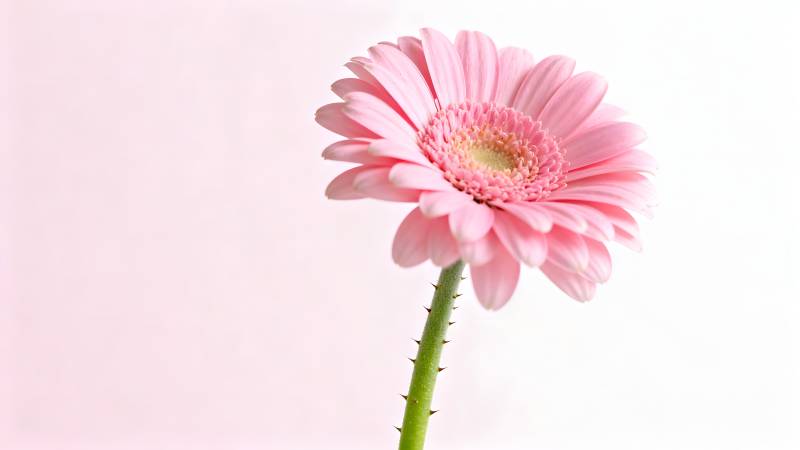 粉红雏菊绽放图片