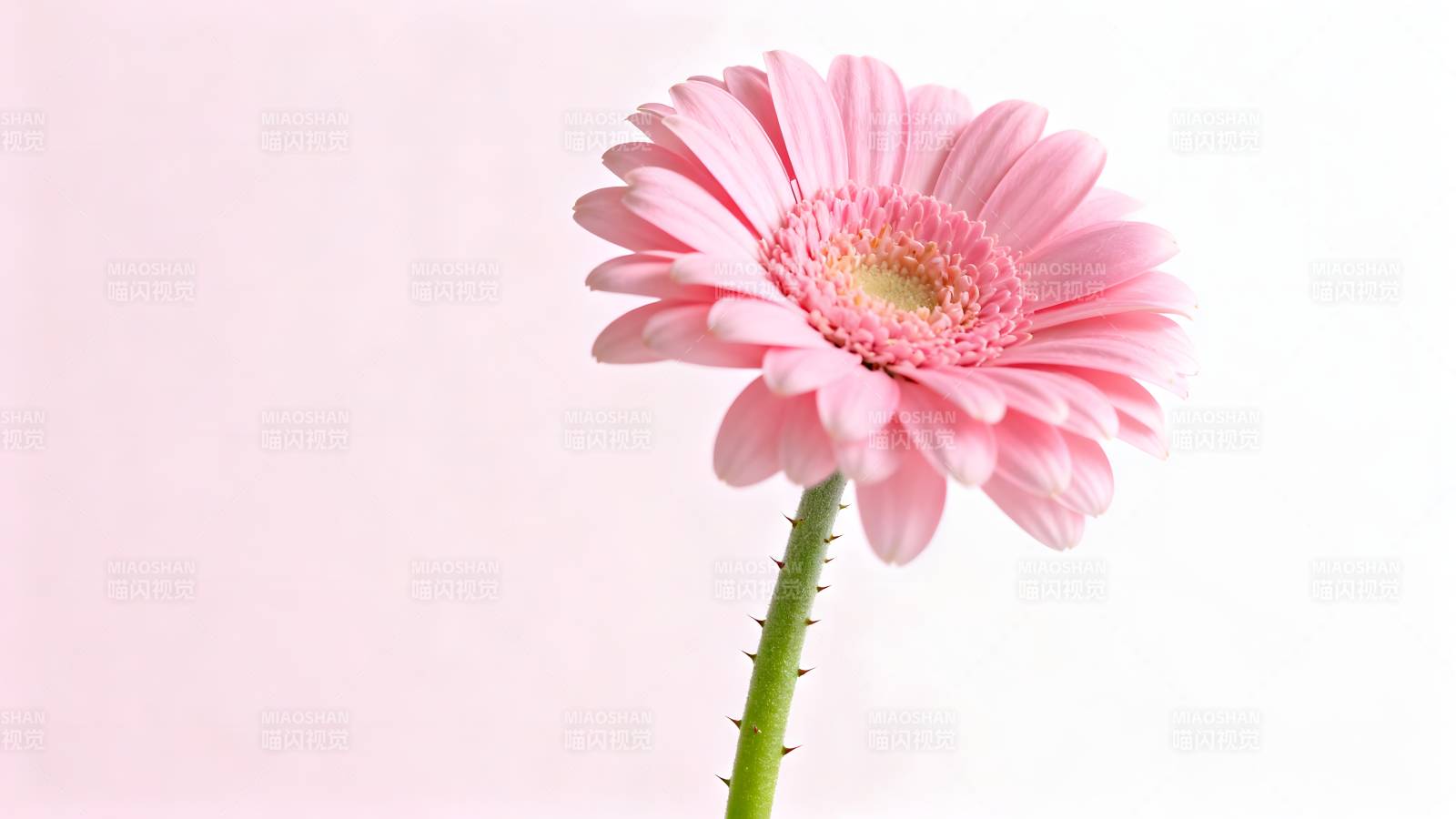 粉红雏菊绽放图片
