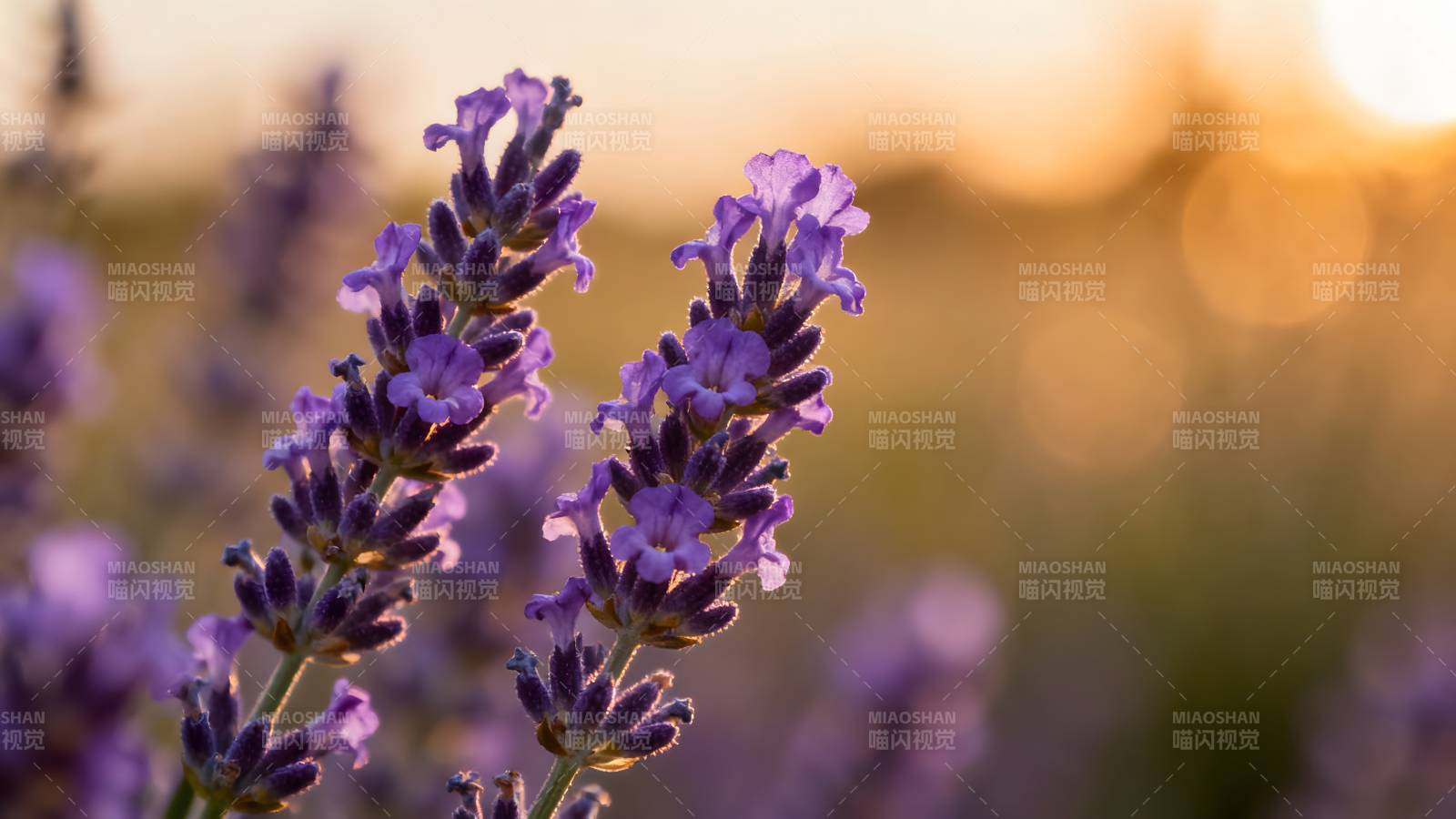 薰衣草花海日落图片