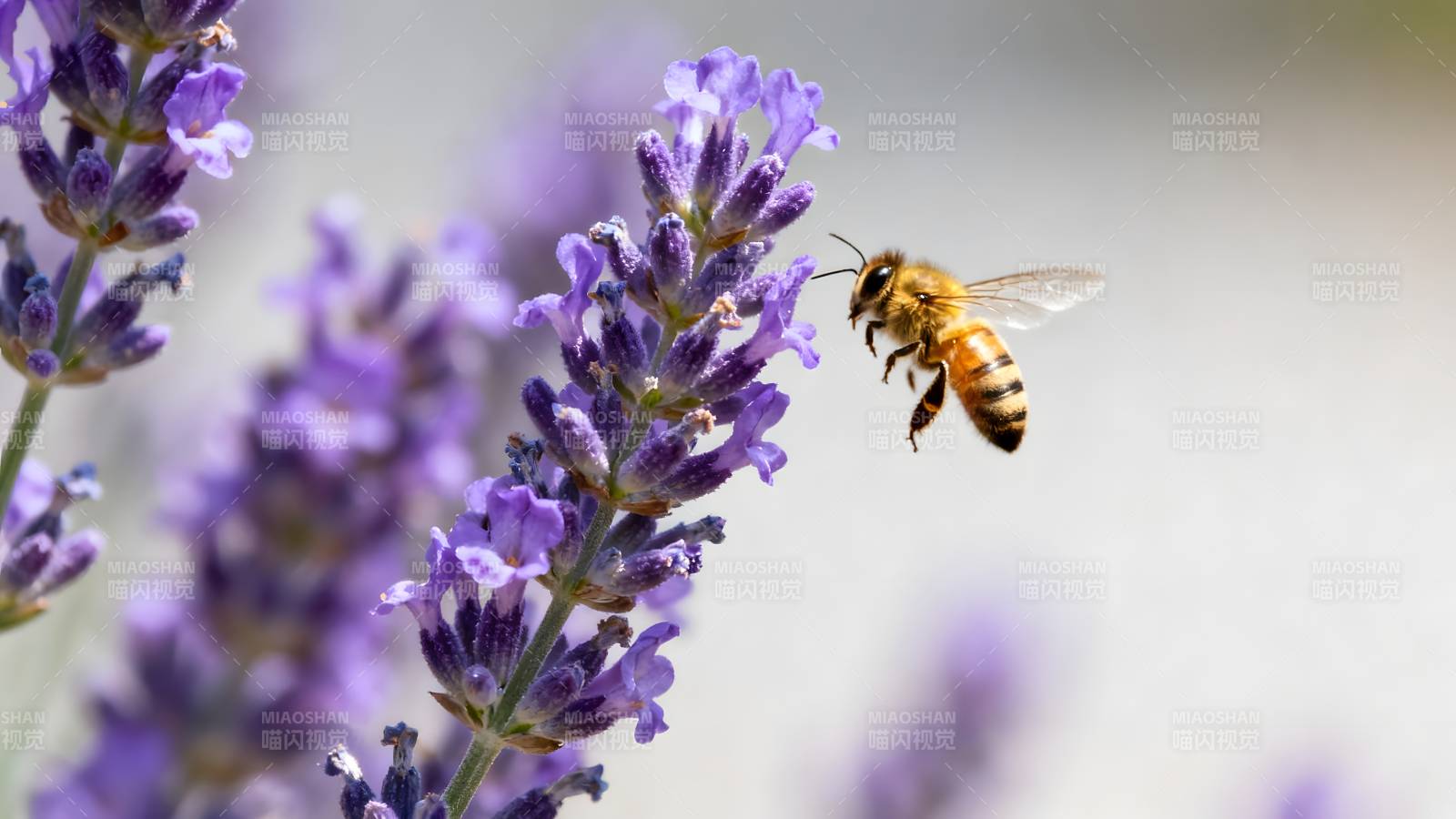 蜜蜂采蜜 lavender图片