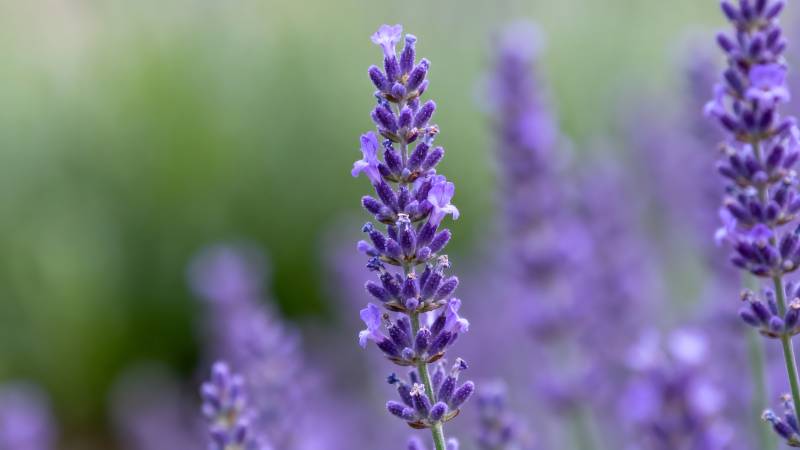 薰衣草花丛图片