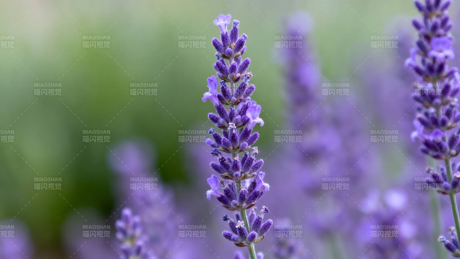薰衣草花丛图片