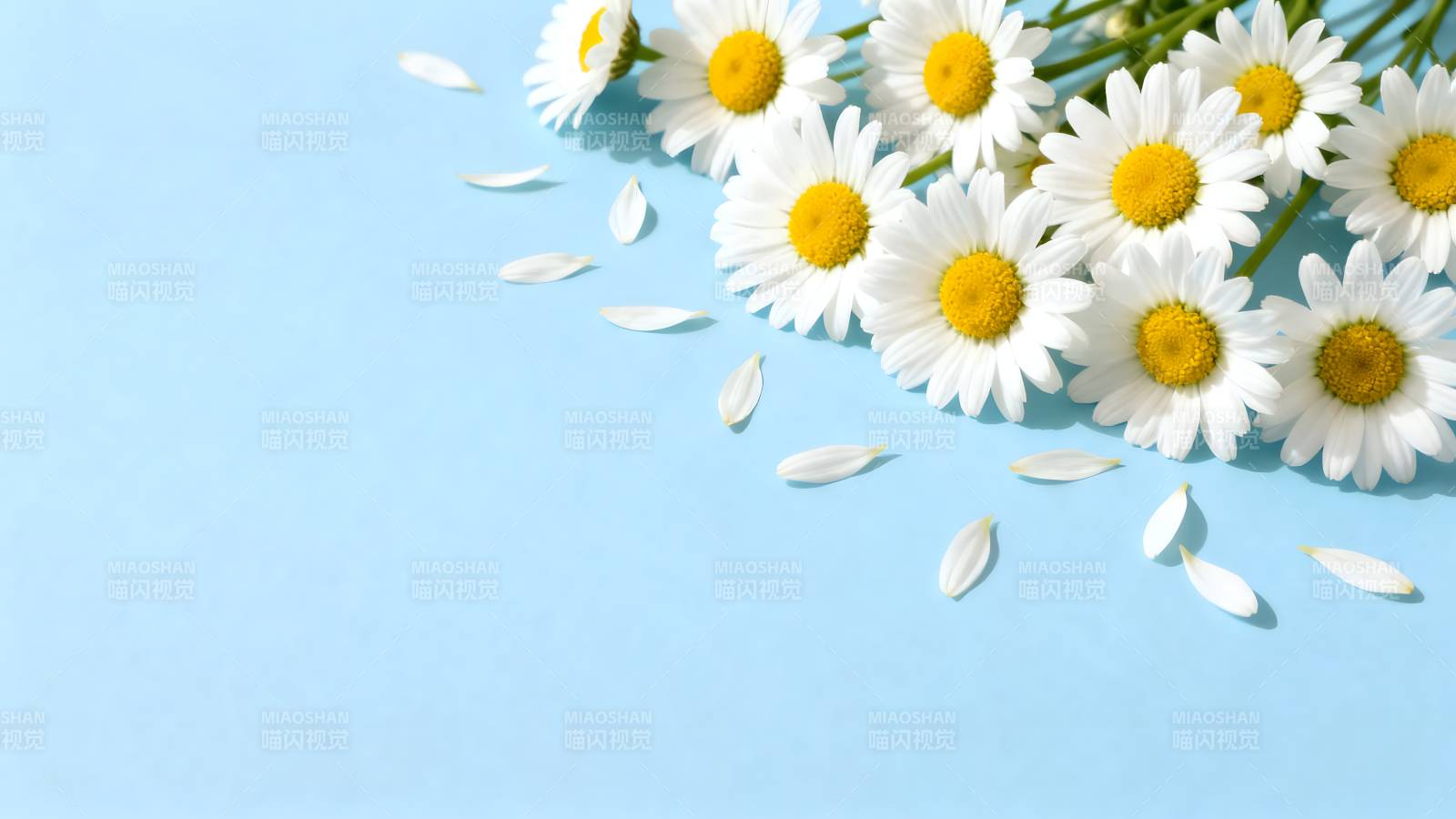 雏菊绽放 清新淡雅图片