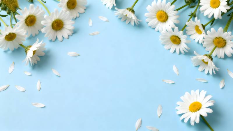 雏菊点缀蓝背景图片