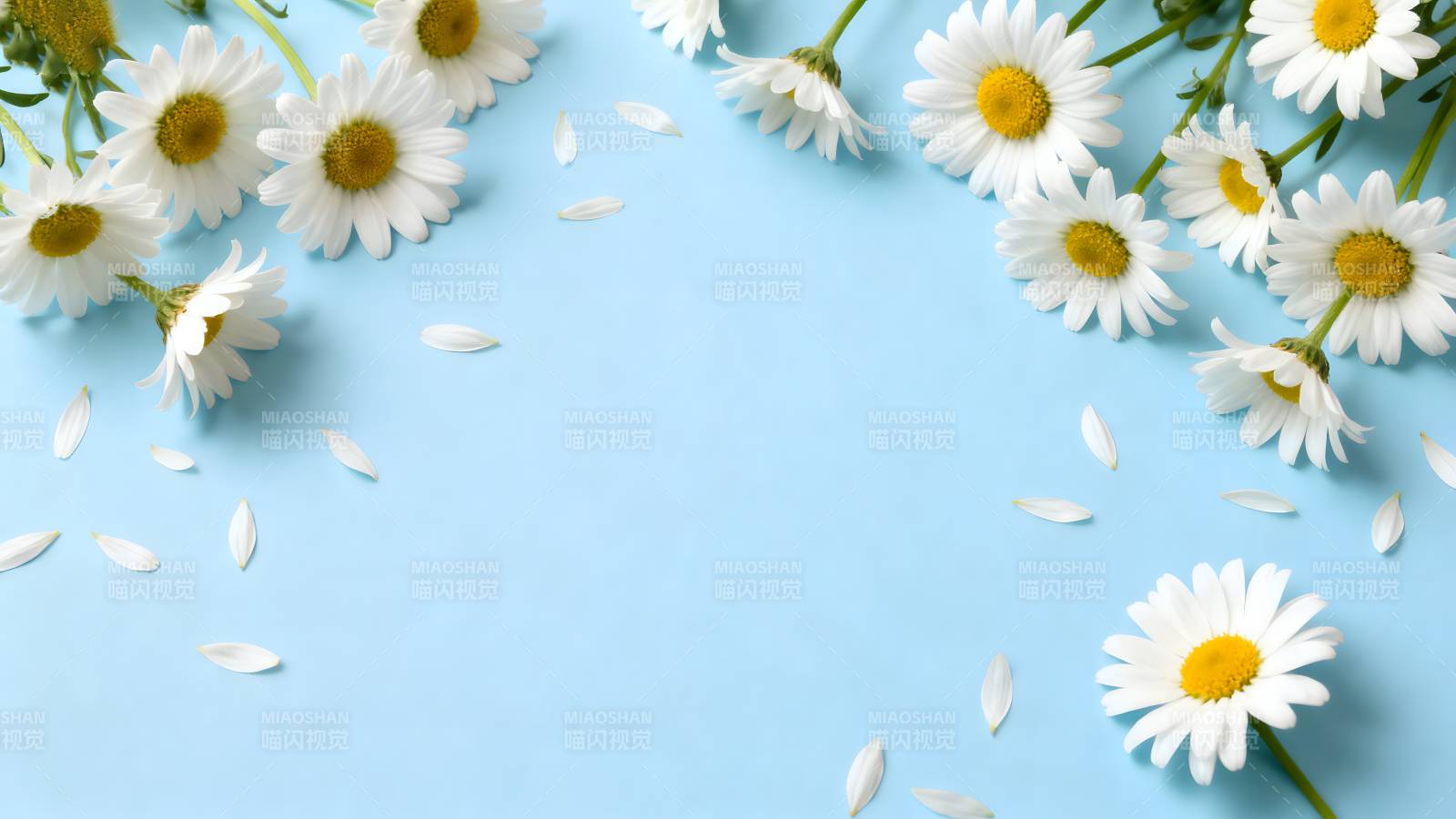 雏菊点缀蓝背景图片