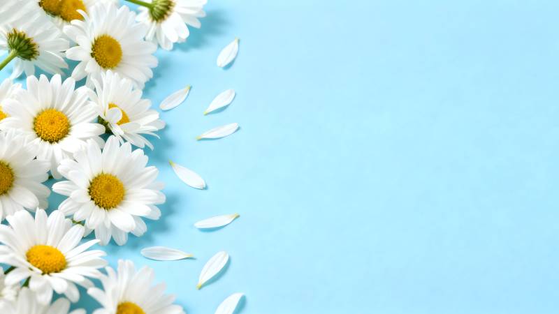 雏菊点缀蓝背景图片
