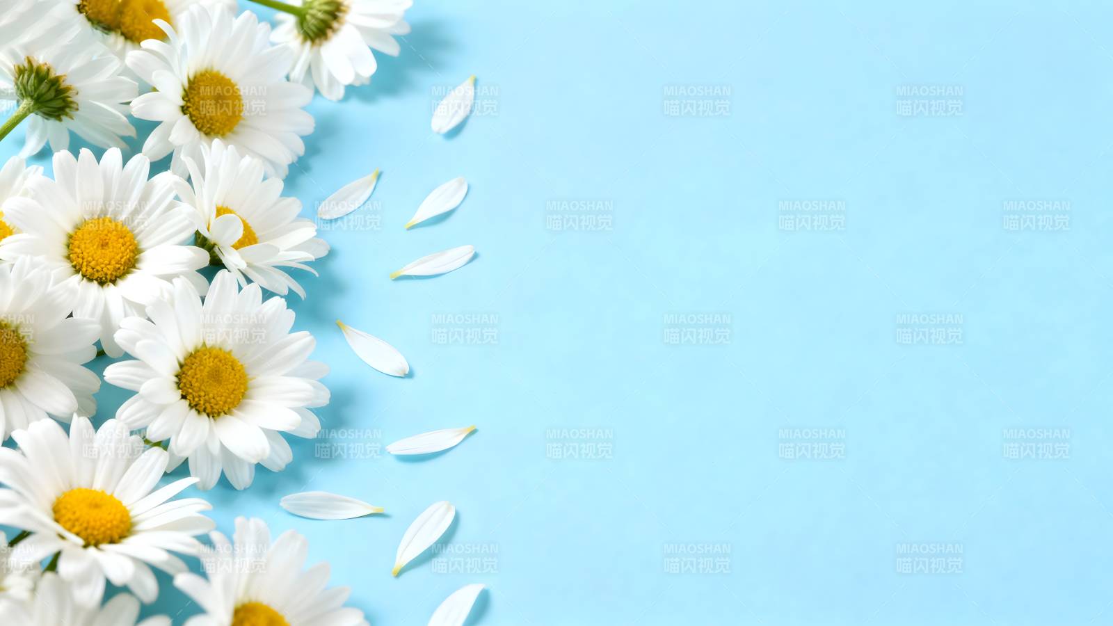 雏菊点缀蓝背景图片