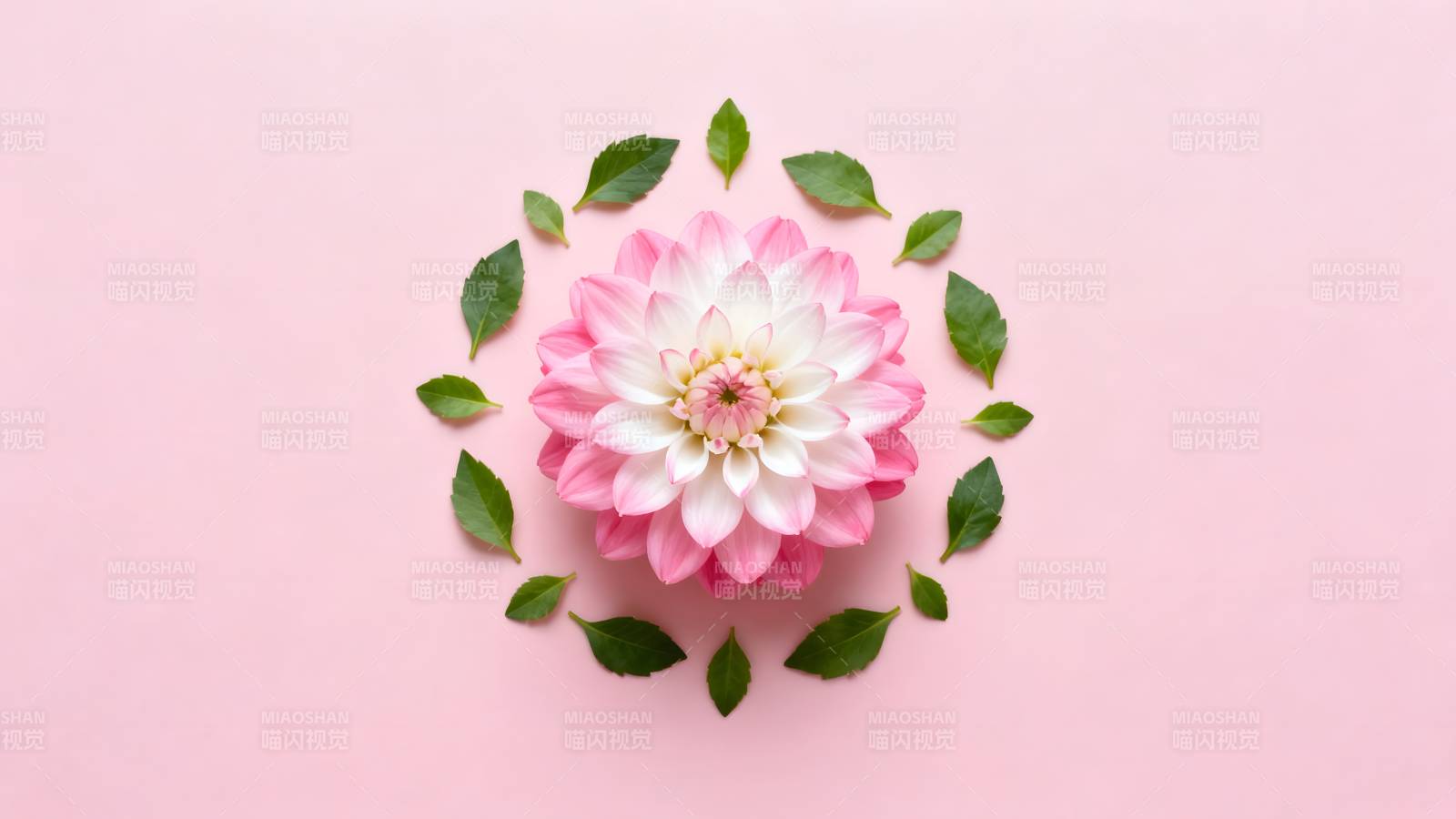 粉花绿叶映春光图片