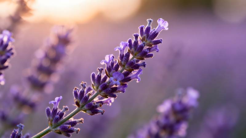 薰衣草花海日落图片