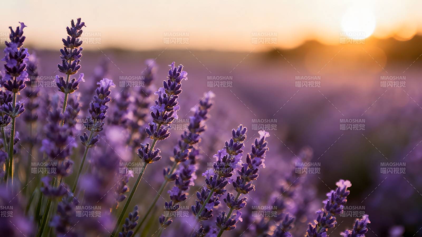 薰衣草田日落图片