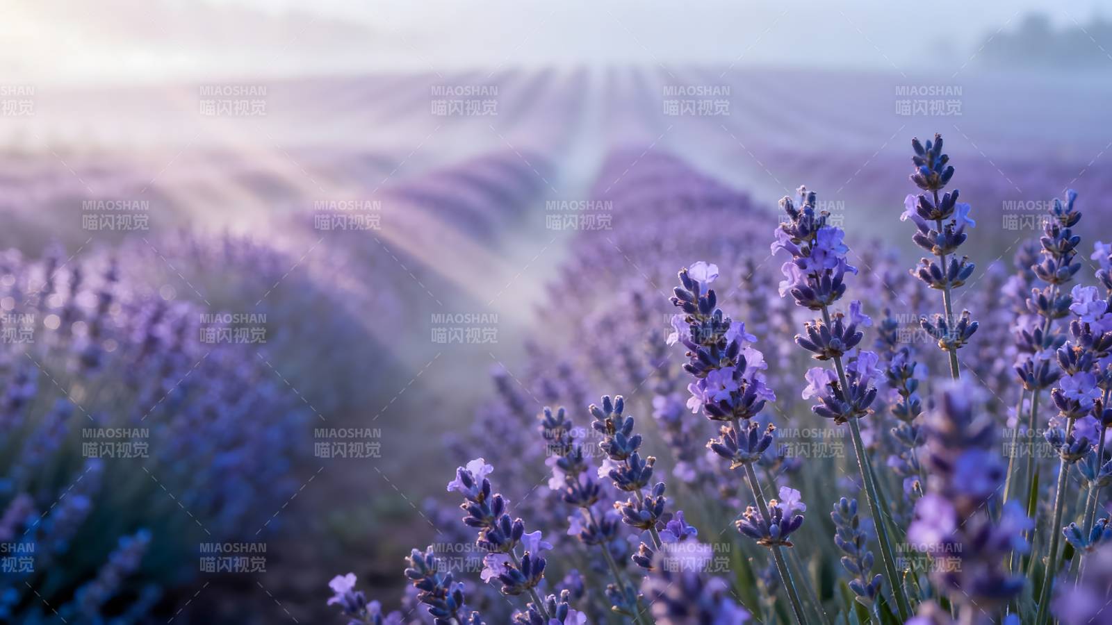 薰衣草田晨雾图片