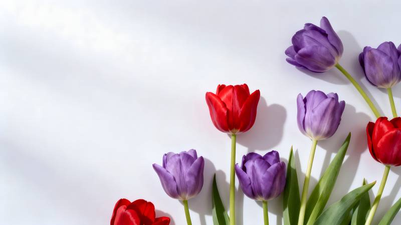 红紫郁金香绽放图片