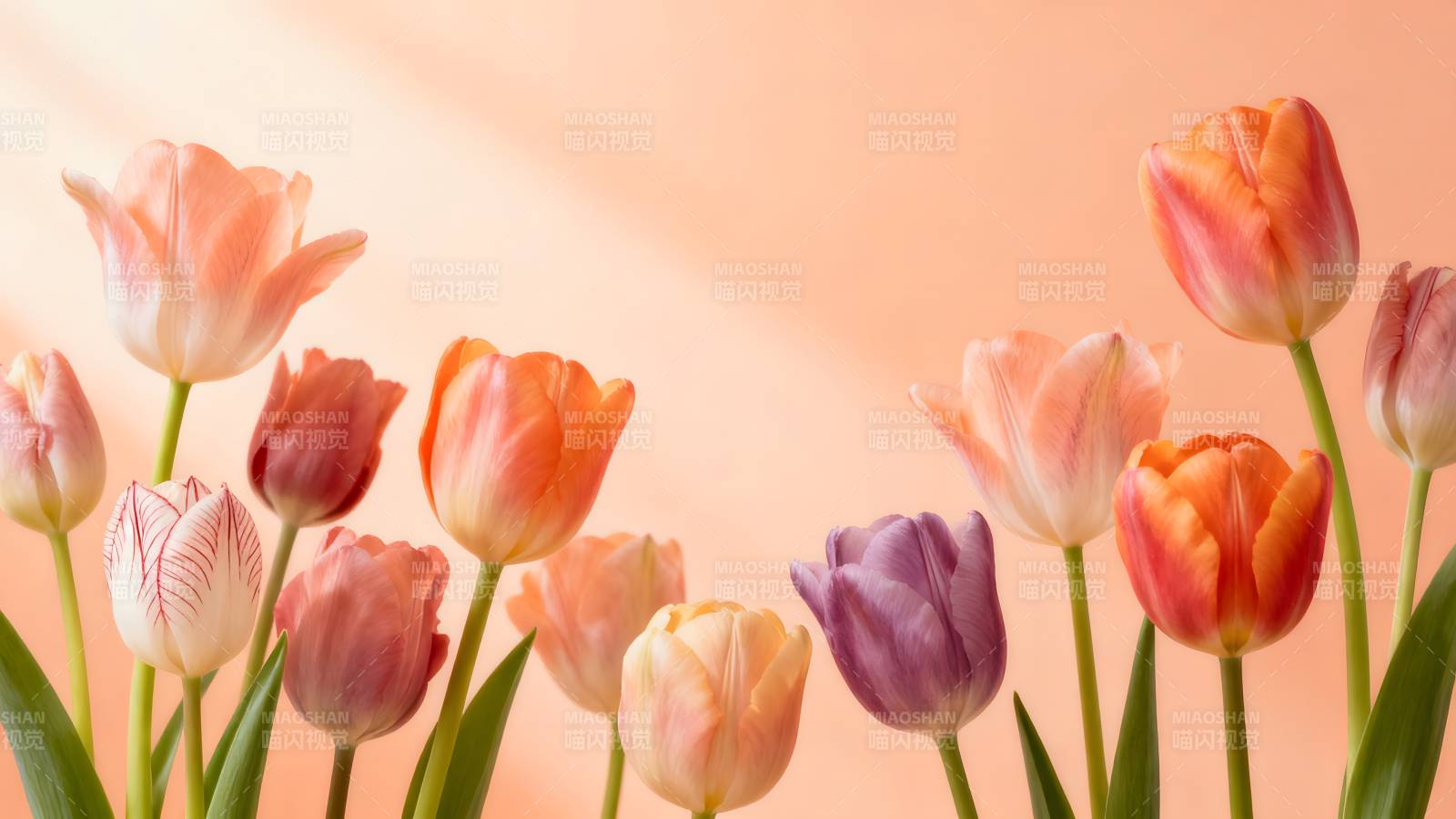 春日郁金香绽放图片