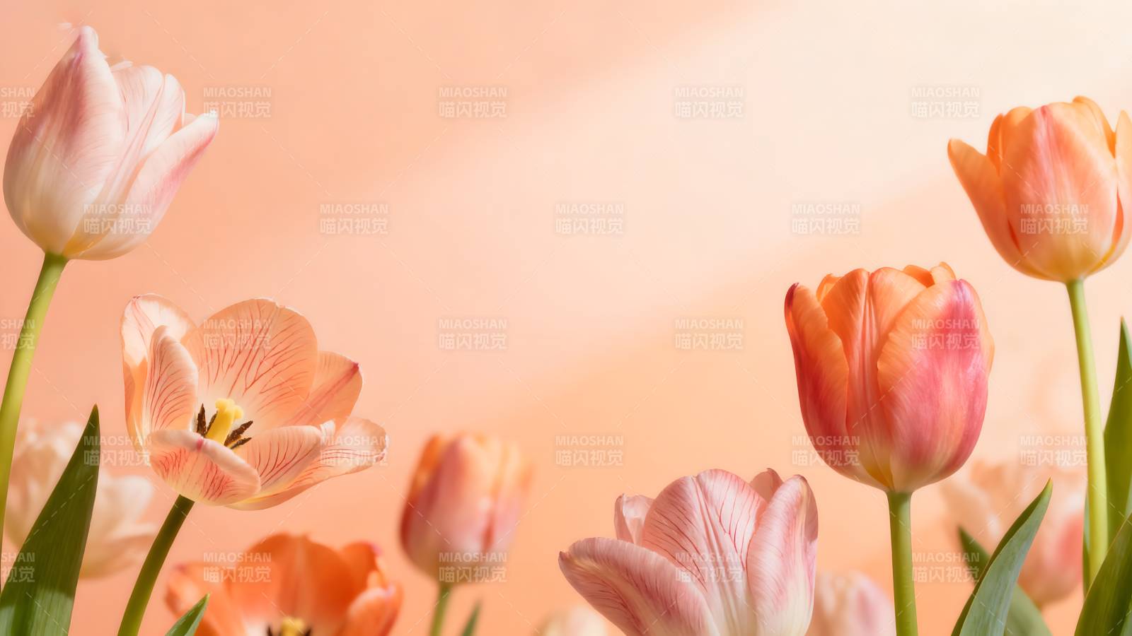 春日 tulip 之美图片