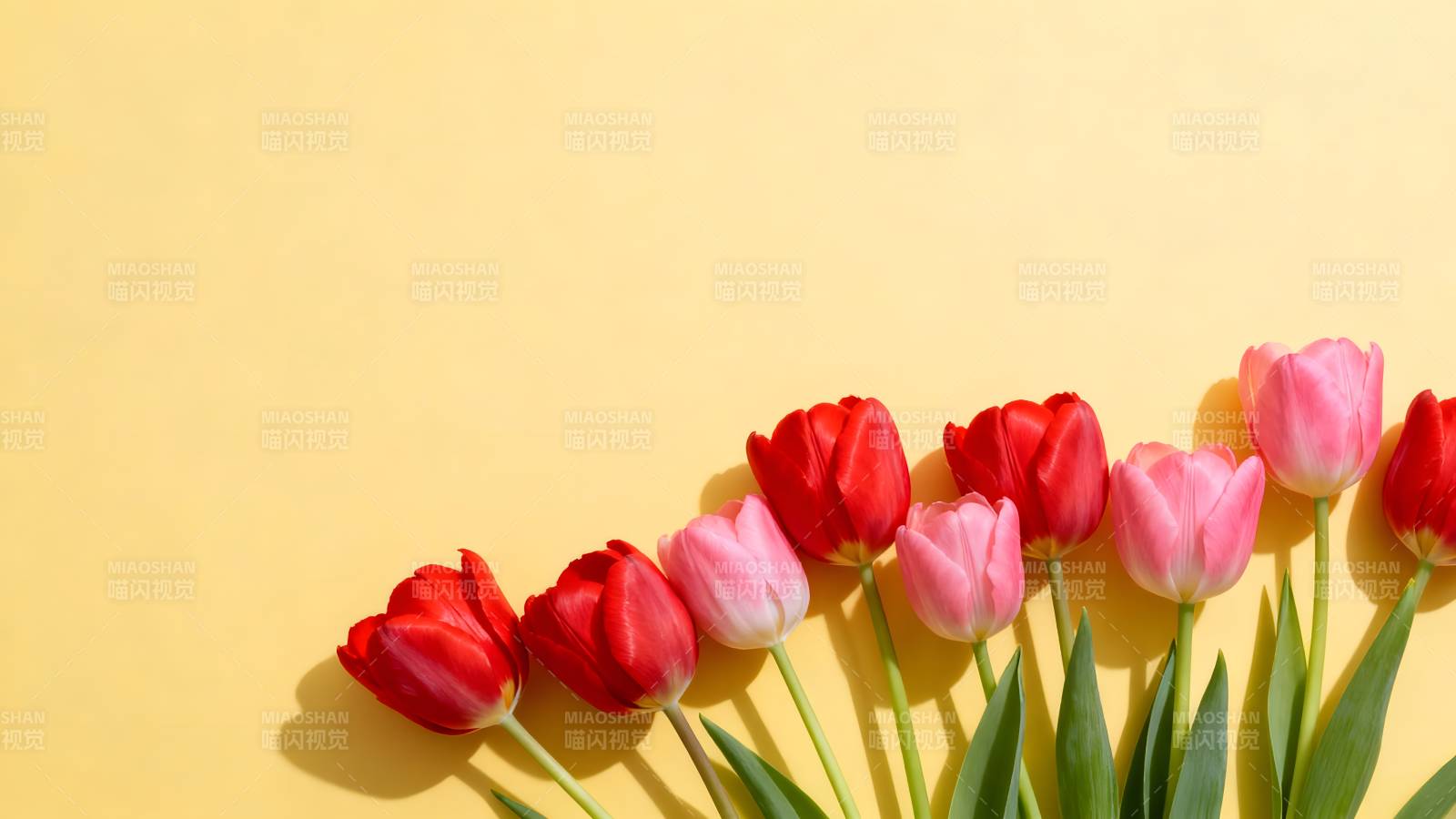 郁金香绽放图片