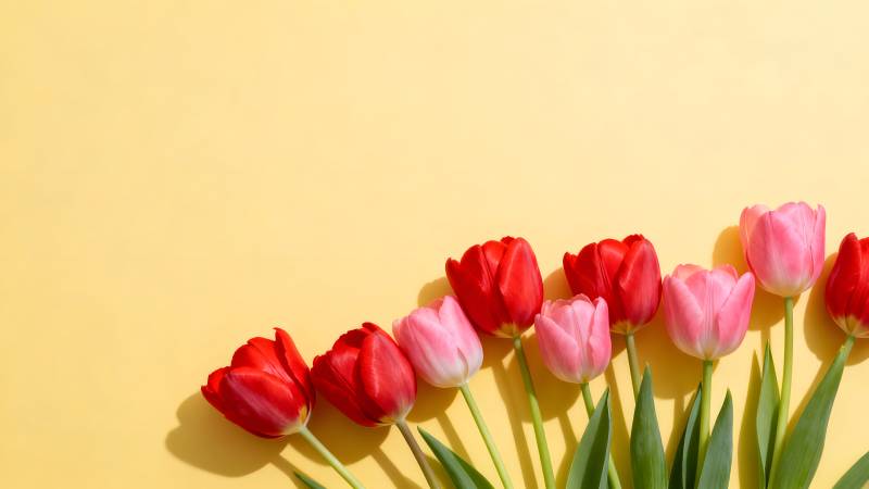 郁金香绽放图片