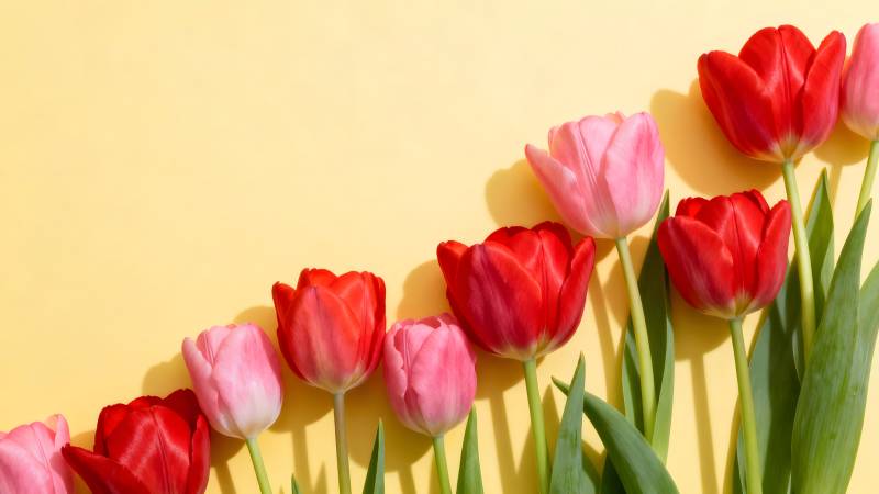 郁金香绽放春色图片