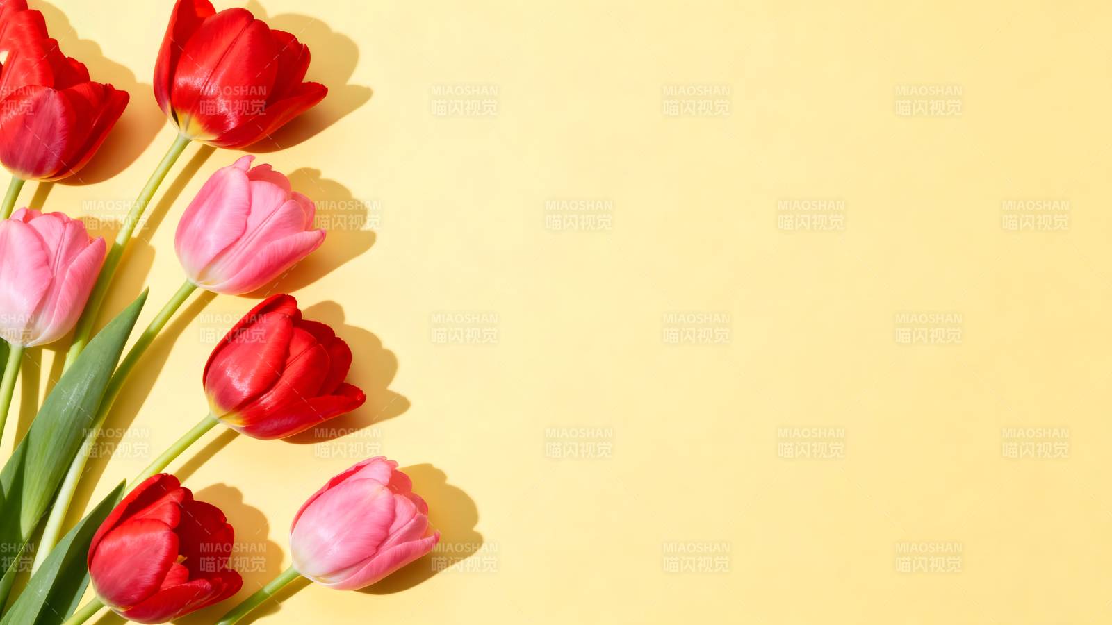 郁金香绽放春意图片