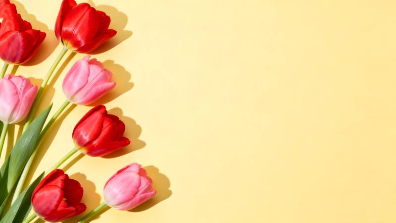 郁金香绽放春意图片