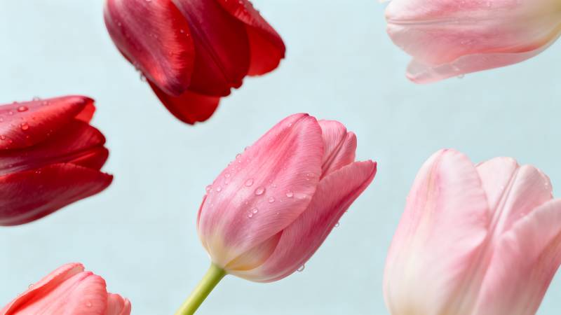 雨后绽放的郁金香图片