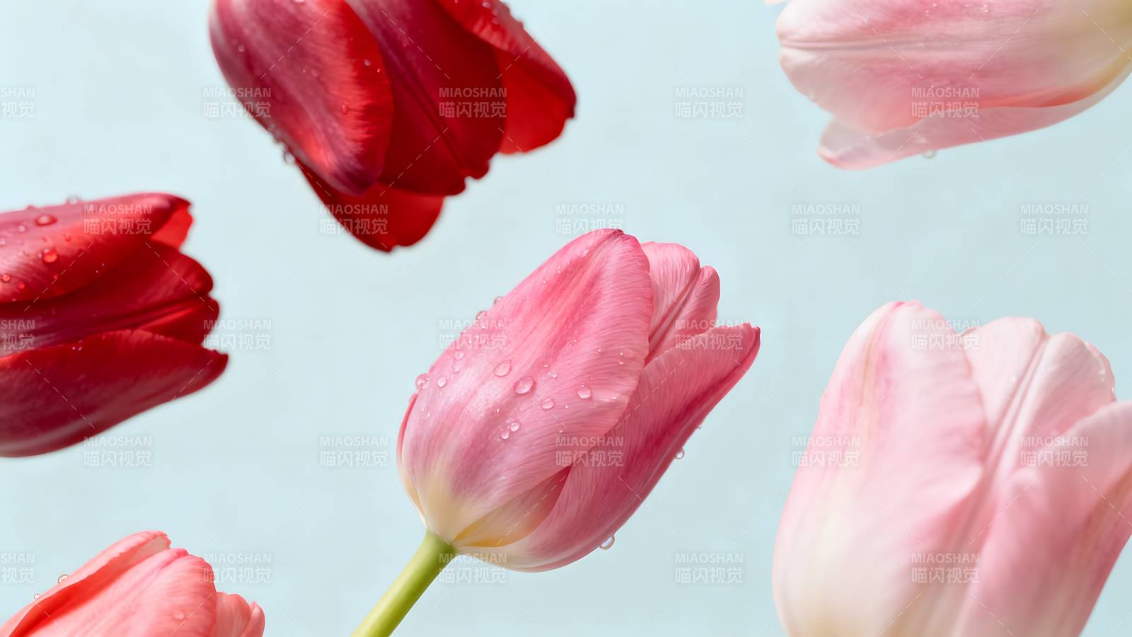 雨后绽放的郁金香图片