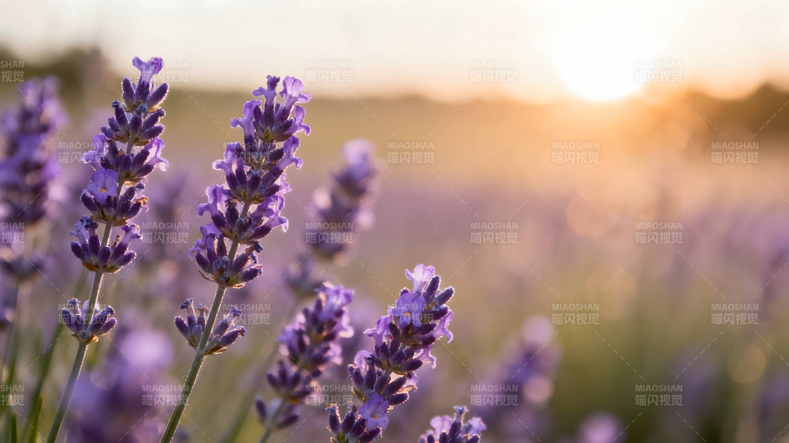 薰衣草田日落图片