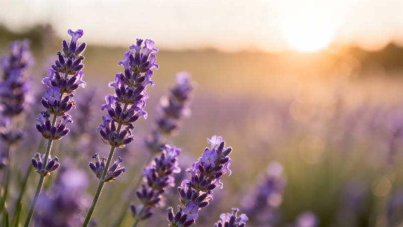 薰衣草田日落图片