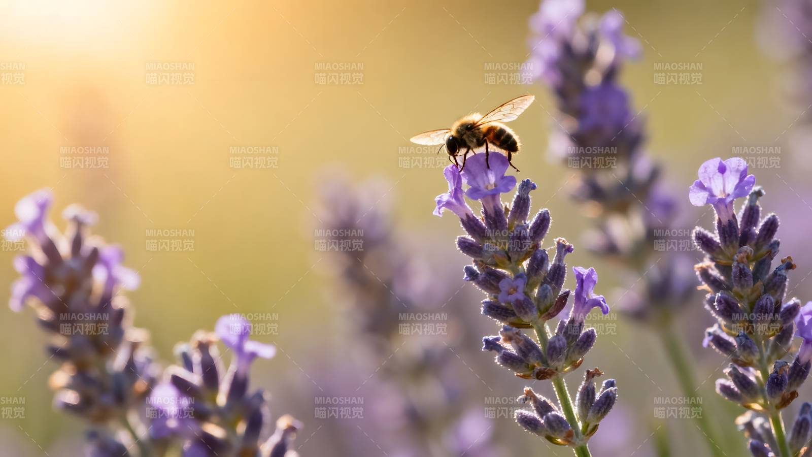 蜂采薰衣草图片