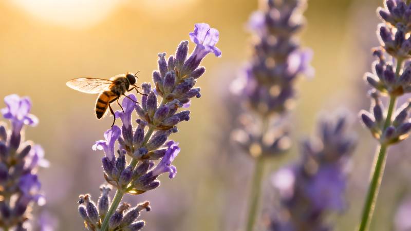 蜂采薰衣草花蜜图片