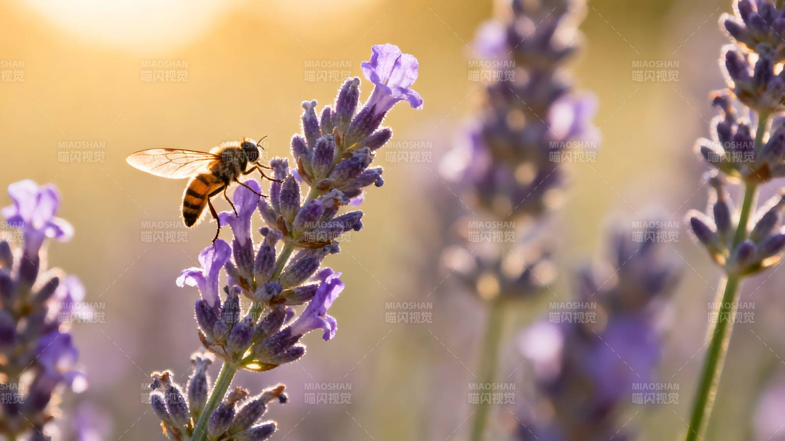 蜂采薰衣草花蜜图片