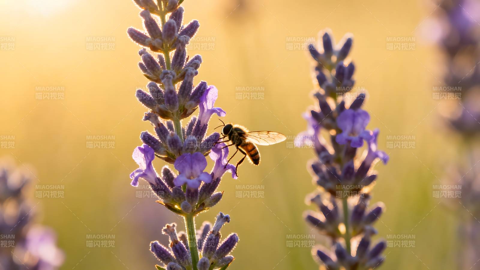 蜜蜂采蜜花丛中图片