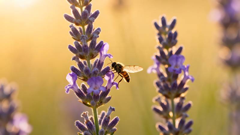蜜蜂采蜜花丛中图片