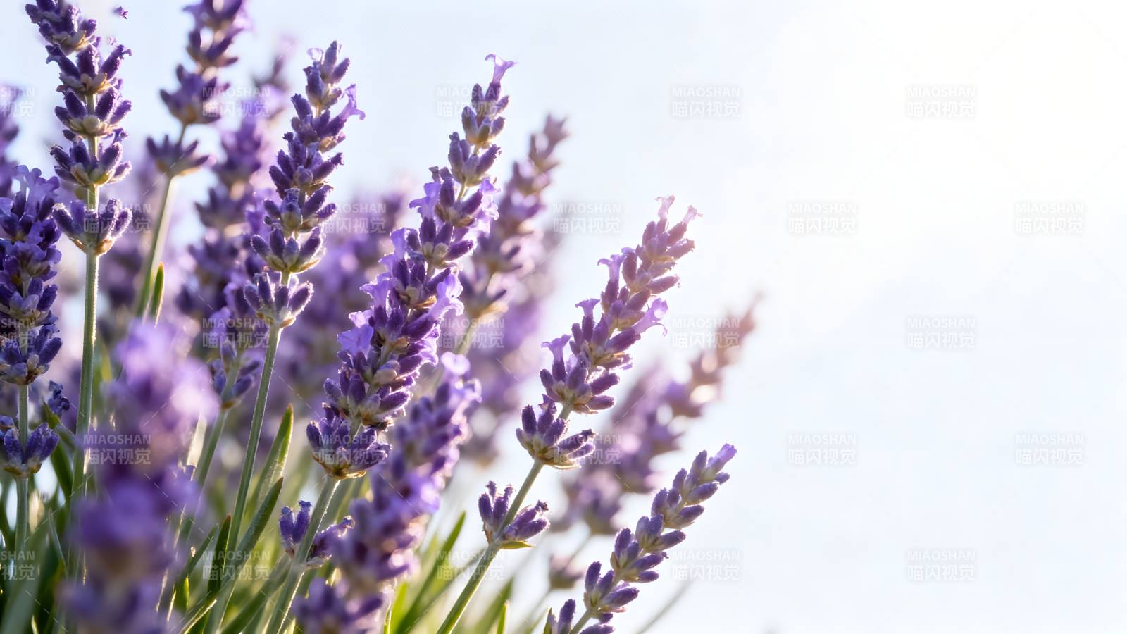薰衣草花丛图片