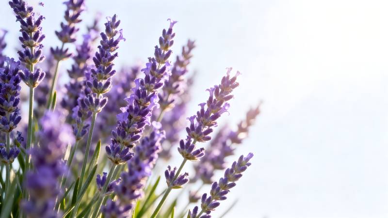 薰衣草花丛图片