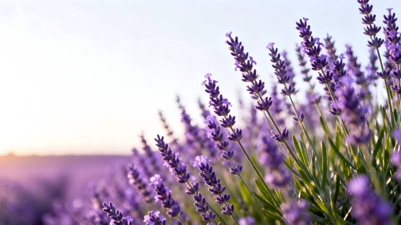 薰衣草花海日落图片