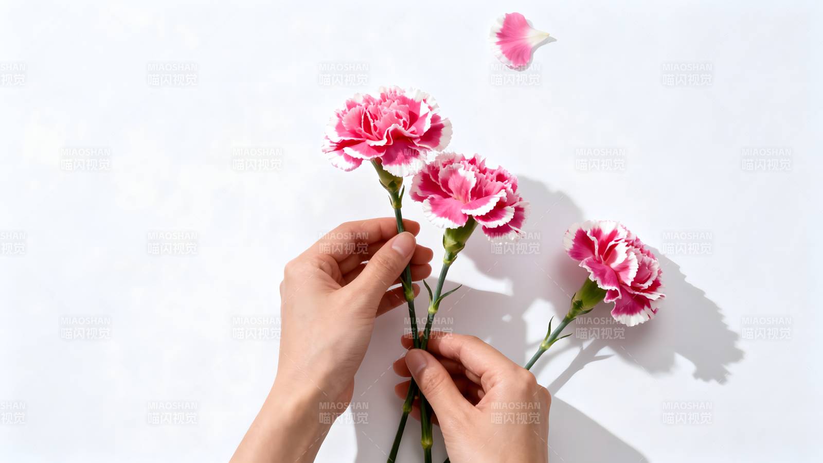 手捧粉红康乃馨图片