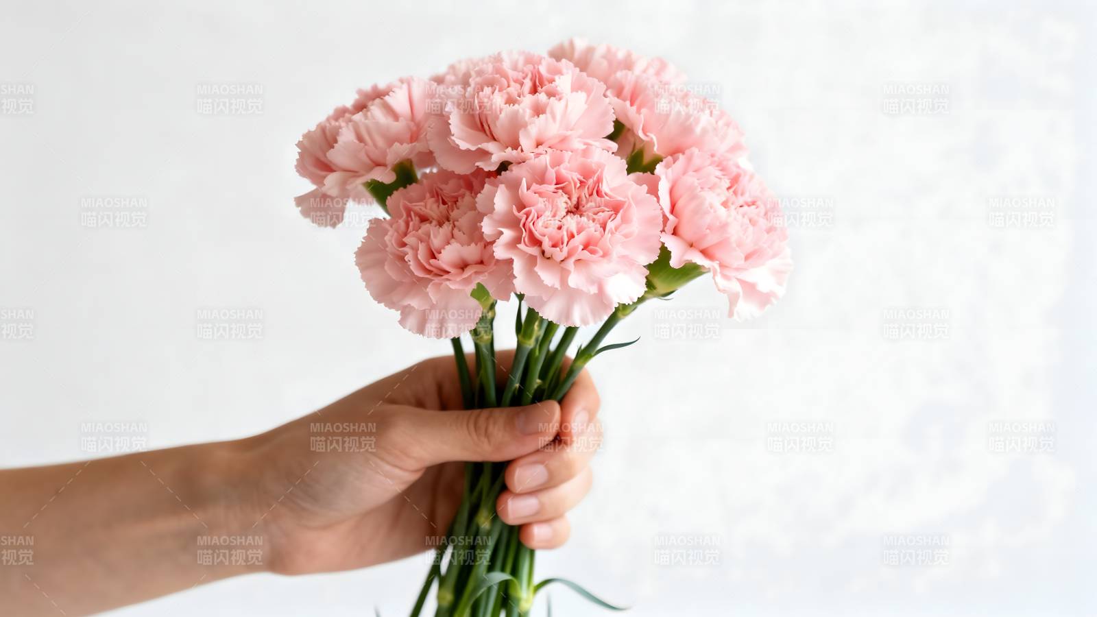 手捧粉色康乃馨图片