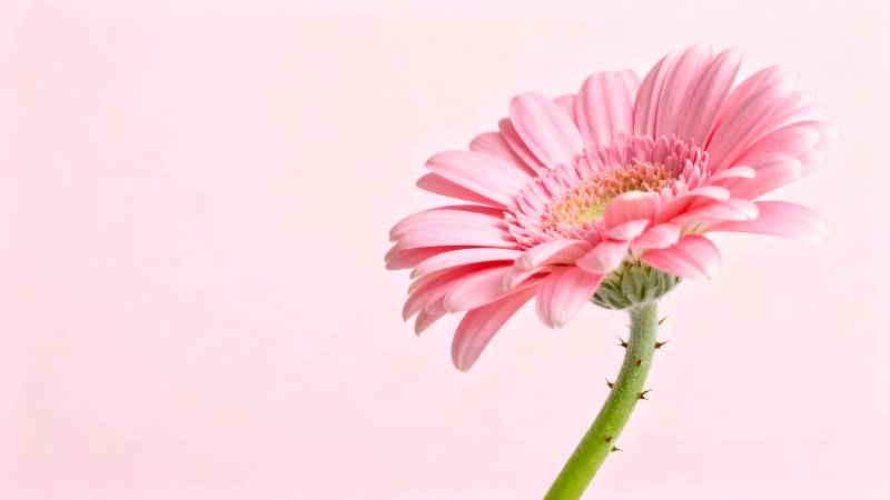 粉红雏菊绽放图片