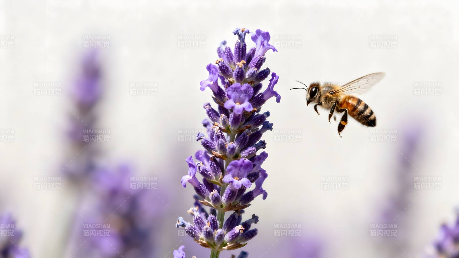 蜜蜂采蜜 lavender图片