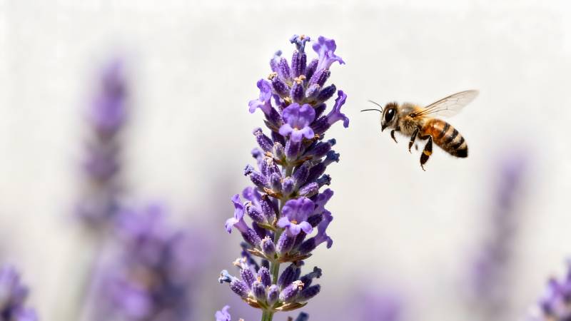 蜜蜂采蜜 lavender图片