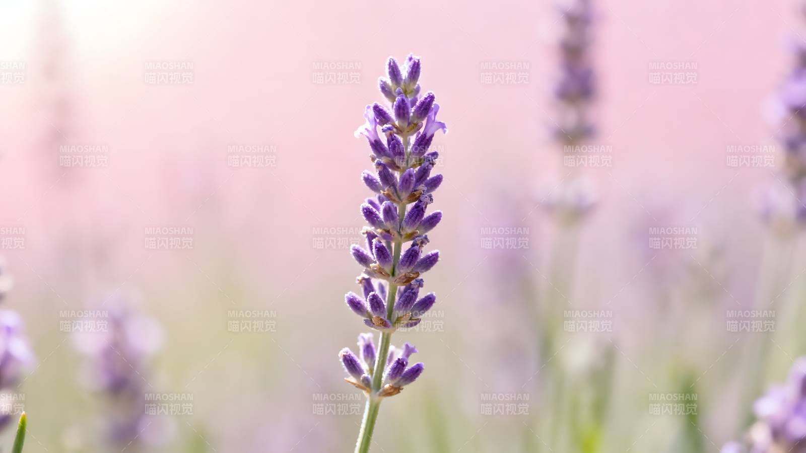 薰衣草花海图片