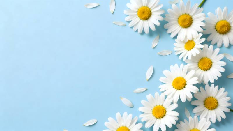 雏菊绽放蓝背景图片